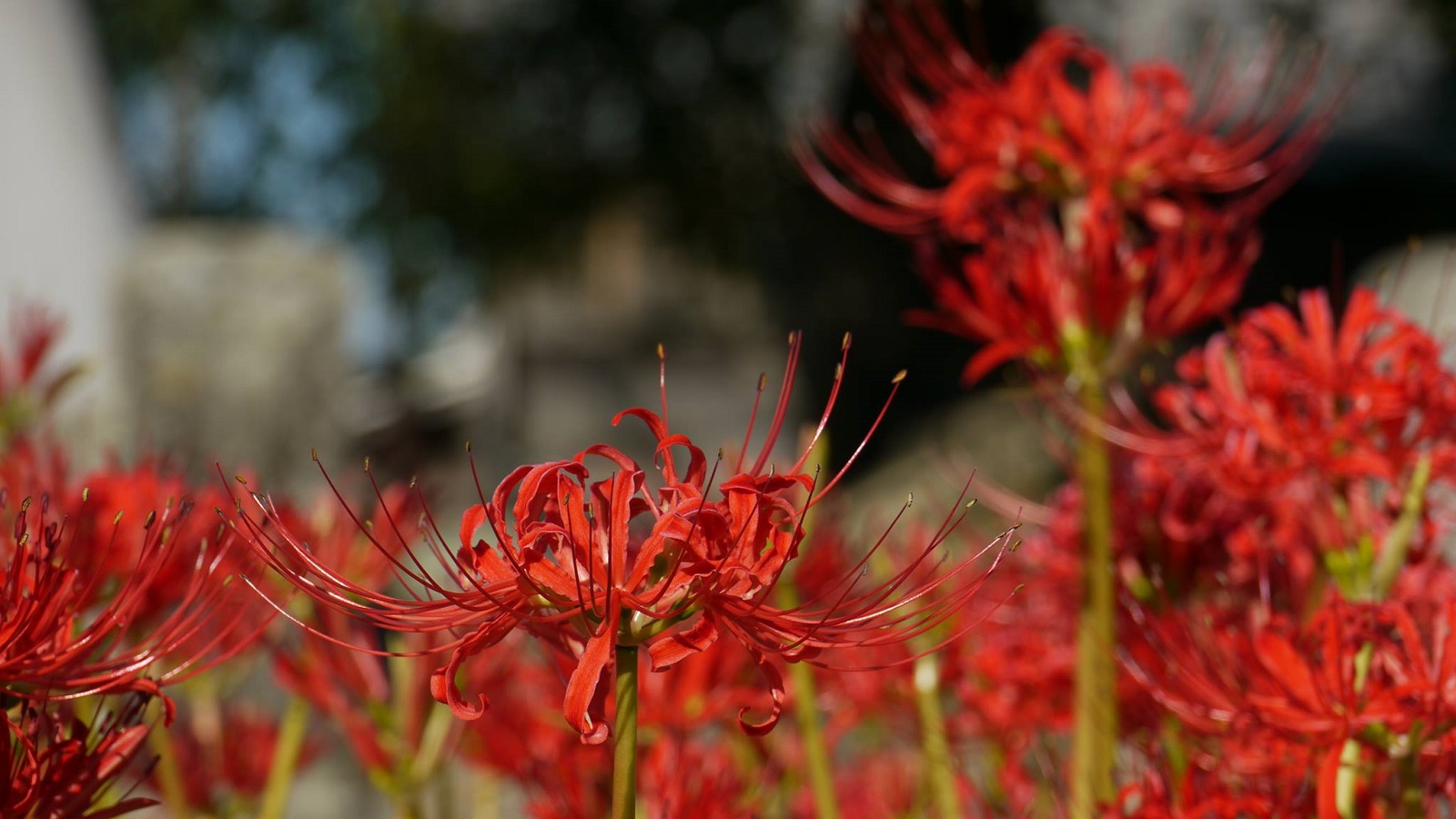 Spider_lily_sho_1600x900
