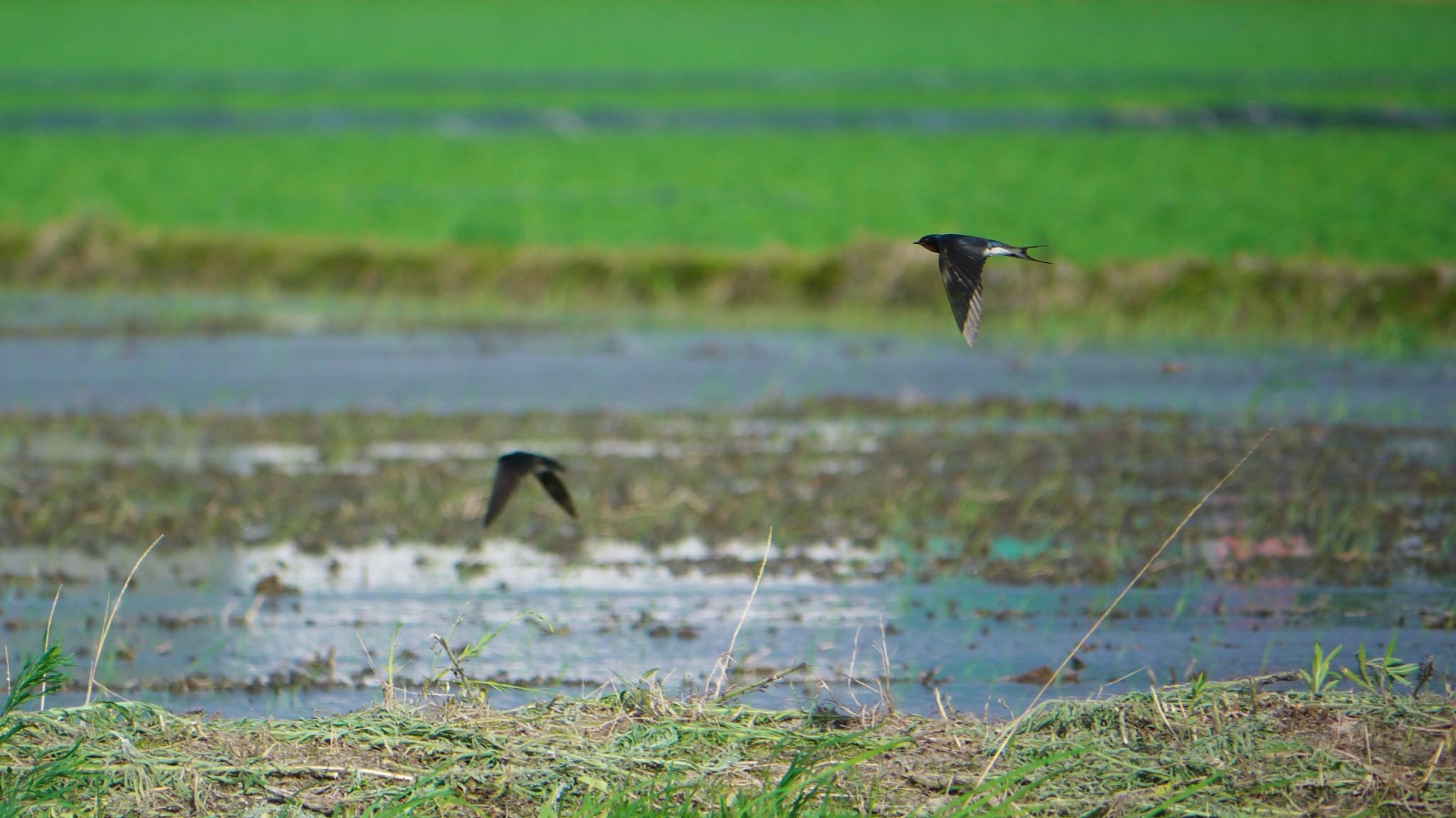 swallow_sho_1600x899